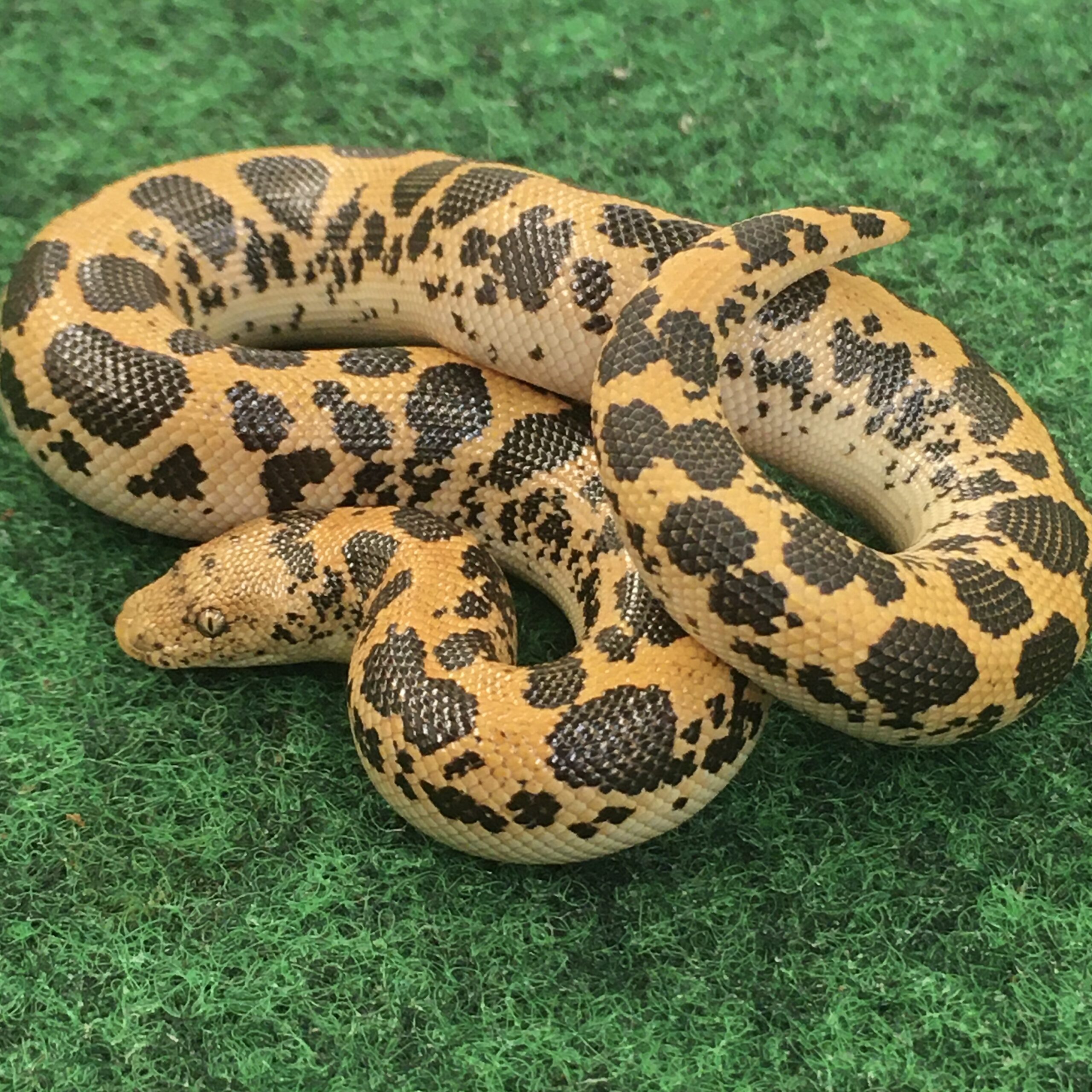 CB23 DODOMA Kenyan Sand Boa