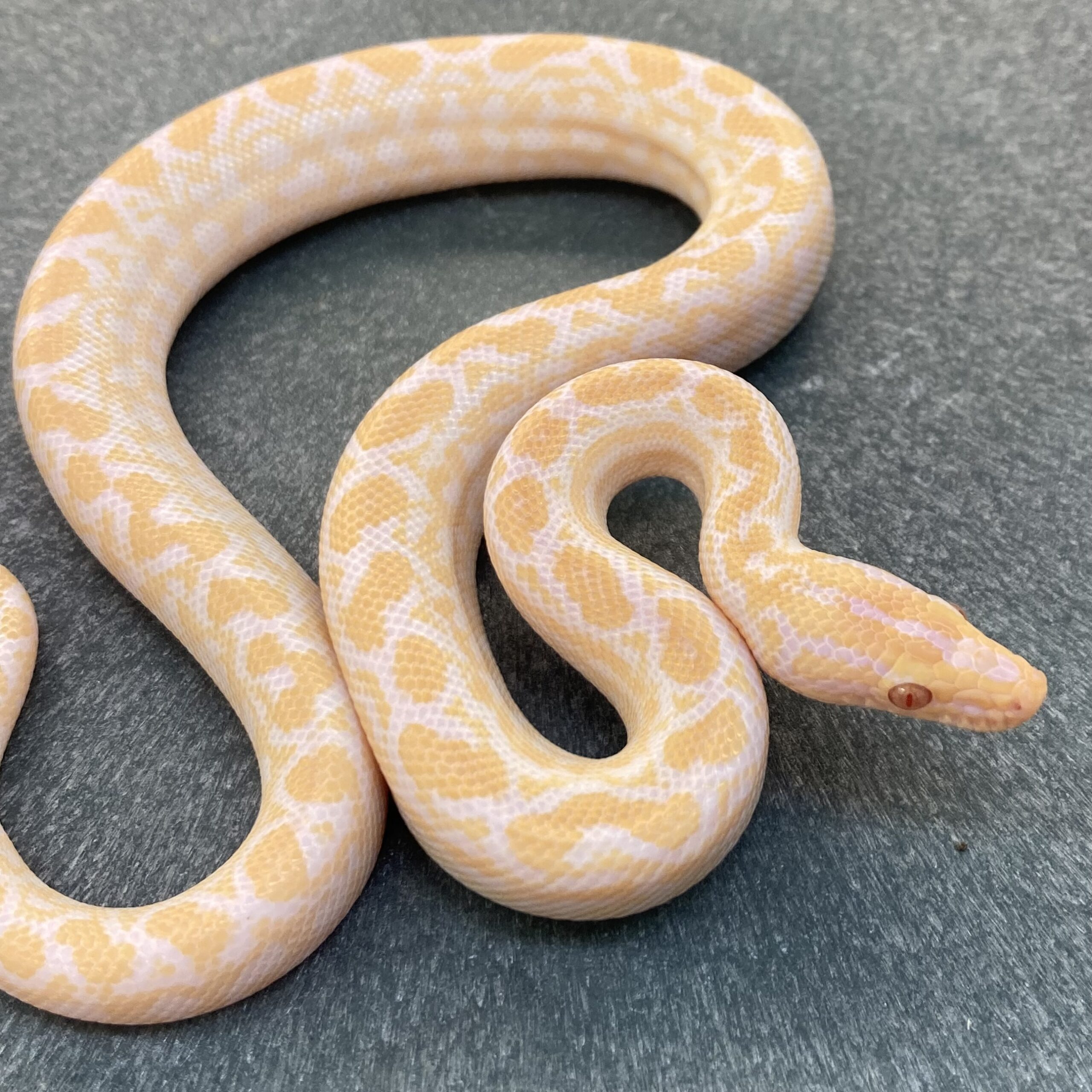 CB23 FEMALE ALBINO Columbian Rainbow Boa