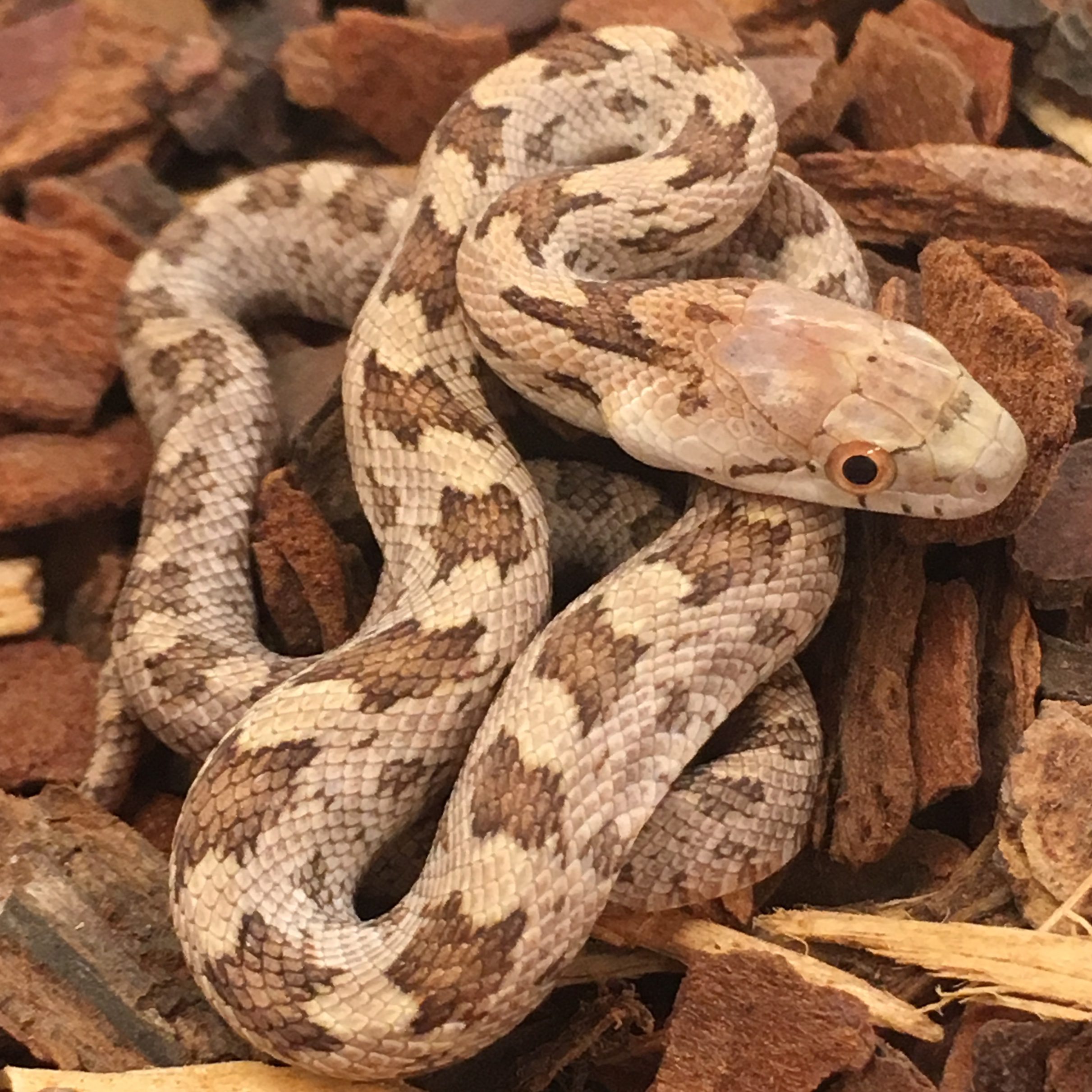 CB23 Everglades Rat Snake