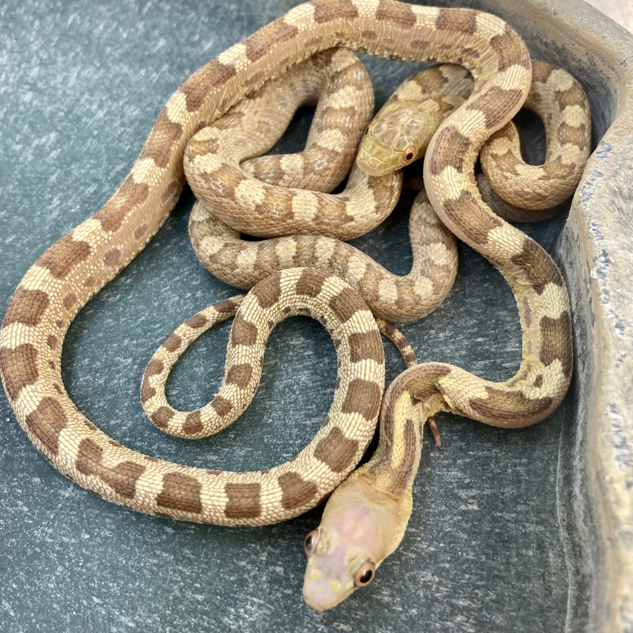 CB23 PAIR (Male Scaleless, Female Het Scaleless) Everglades Ratsnakes