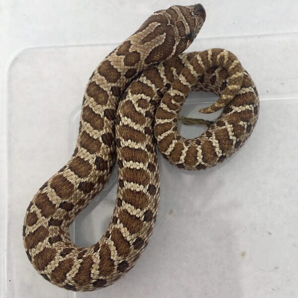 CB22 Normal Hognose Snake – Peregine