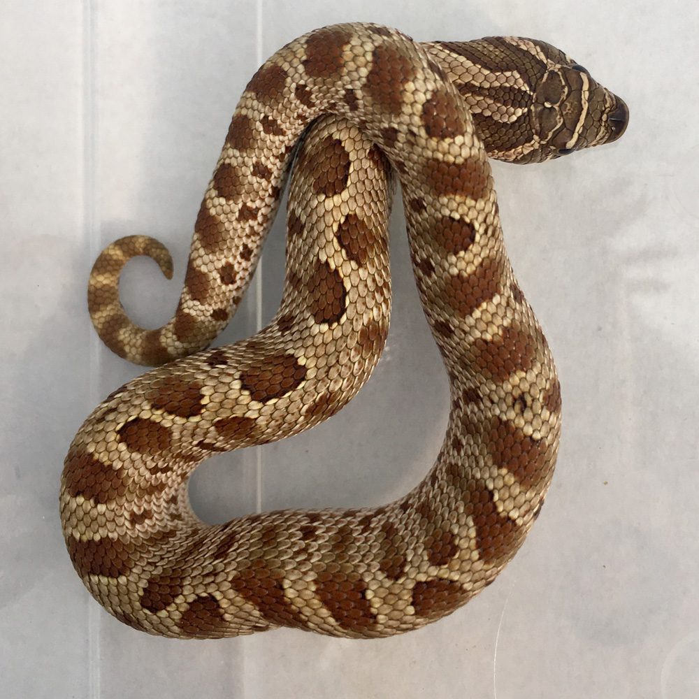 CB23 Anaconda Hognose Snake