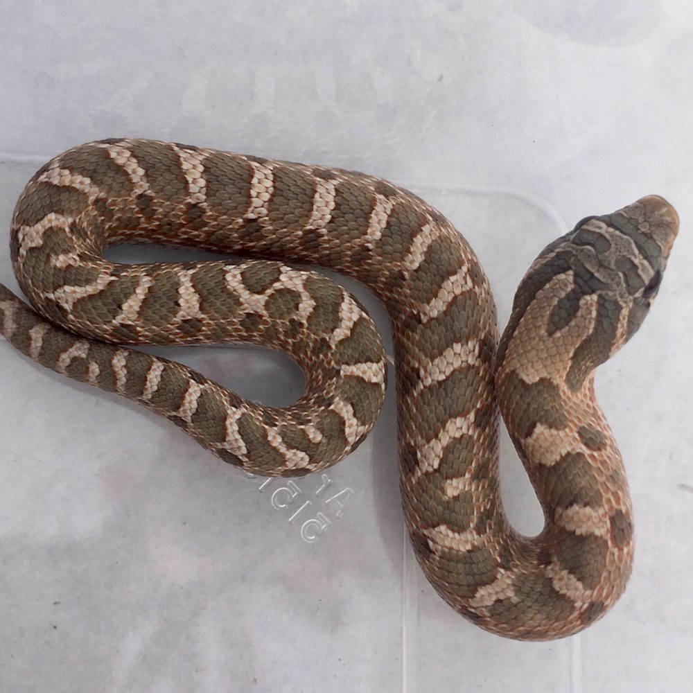 CB 2024  Lavender Hognose Snake