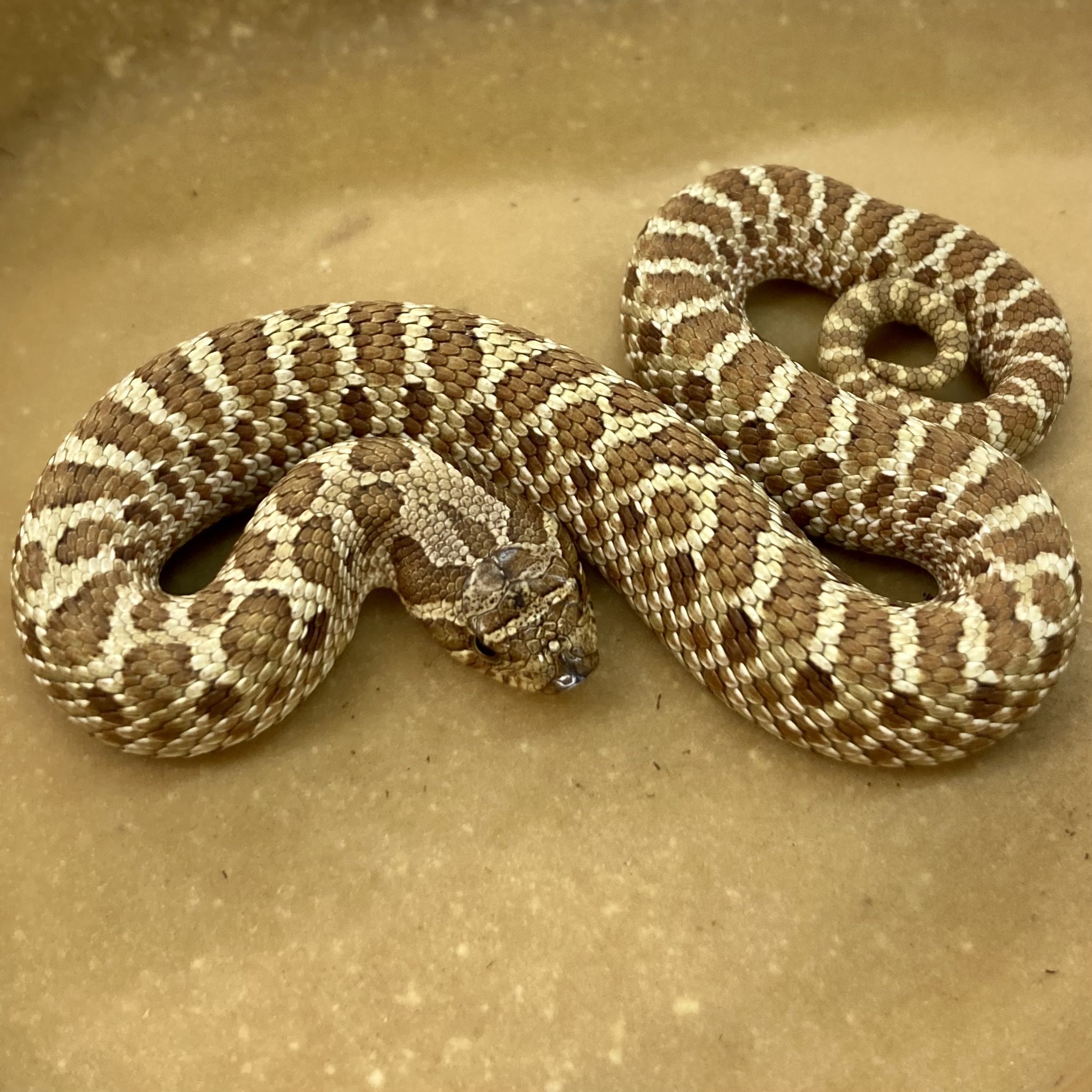 CB24 Lemon Ghost Hognose Snake