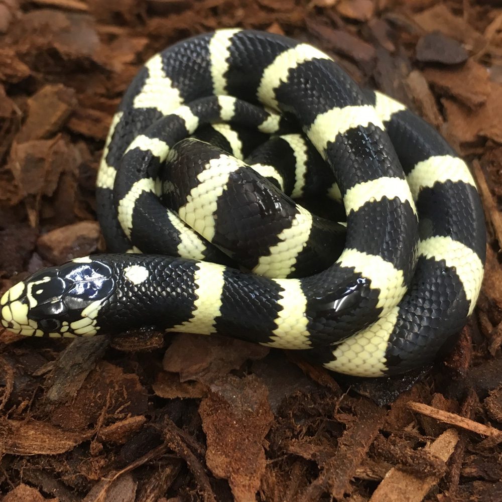 CB24 BANDED Californian Kingsnake