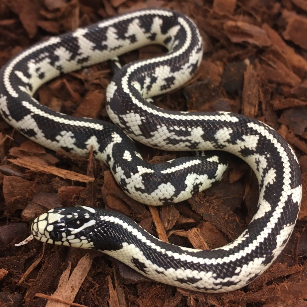 CB24 ABERRANT Californian Kingsnake