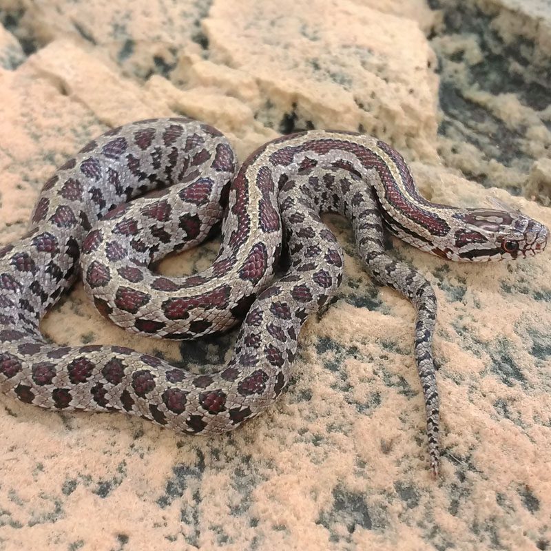 CB23 Prairie King Snake