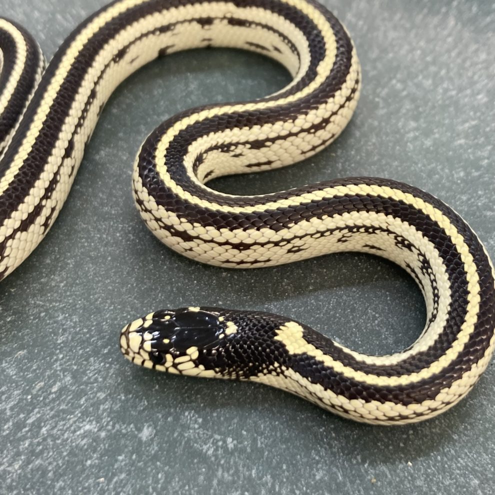 Kingsnakes & Milksnakes – Peregine