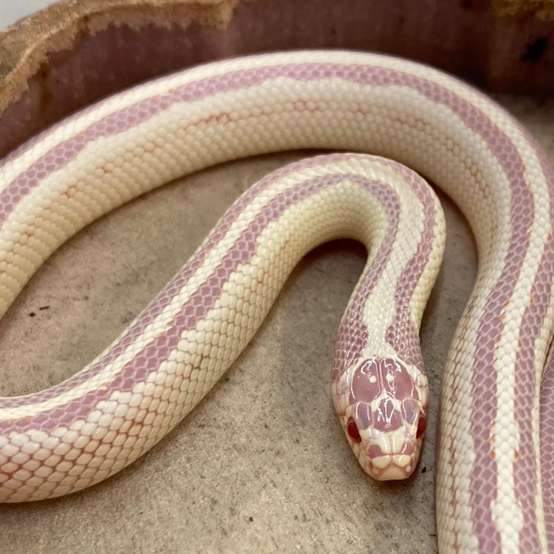 CB24 ALBINO STRIPE Californian Kingsnake