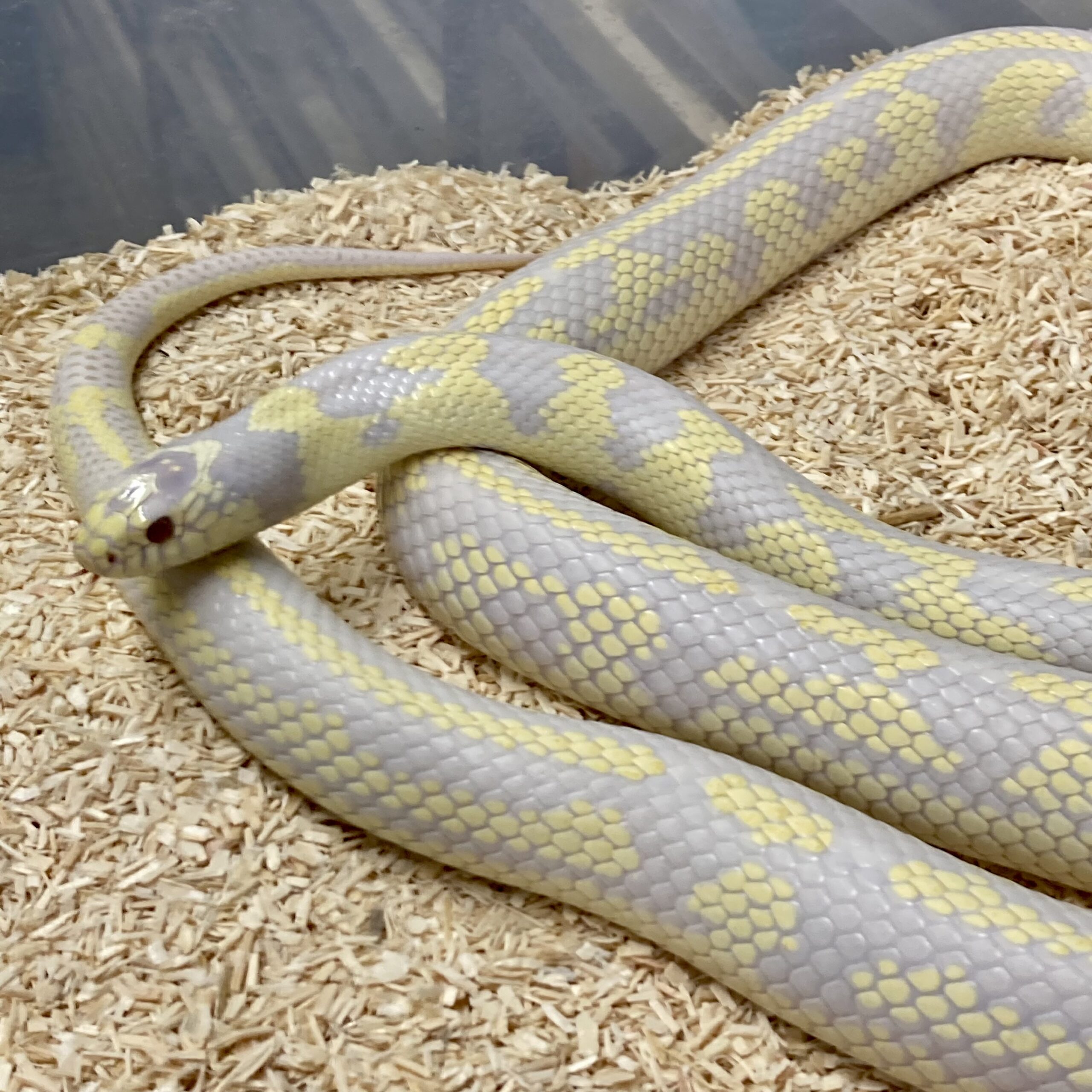 CB ADULT FEMALE ALBINO Californian Kingsnake