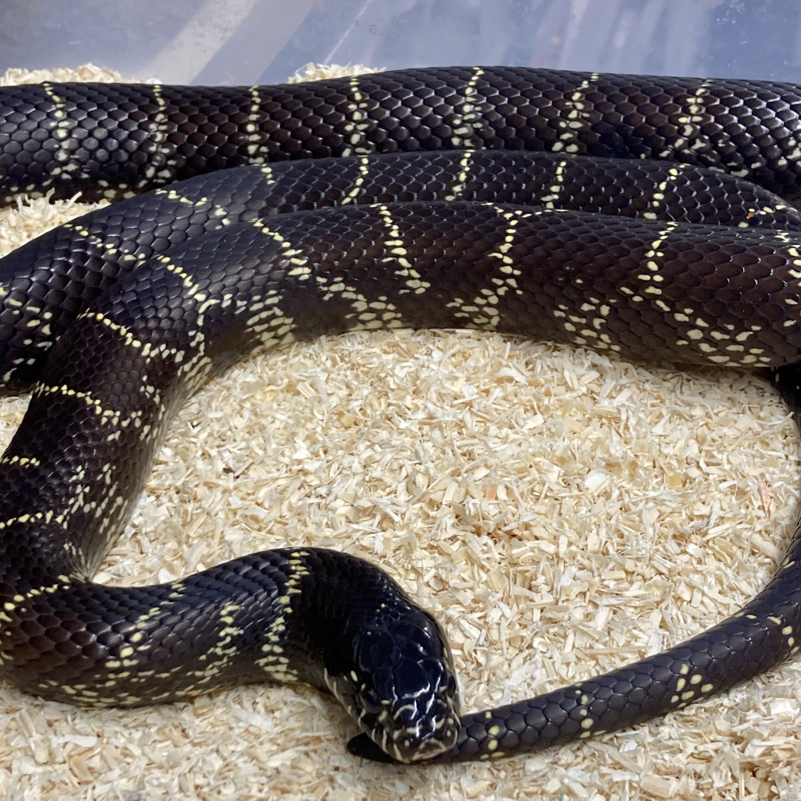 CB ADULT FEMALE DESERT Californian Kingsnake