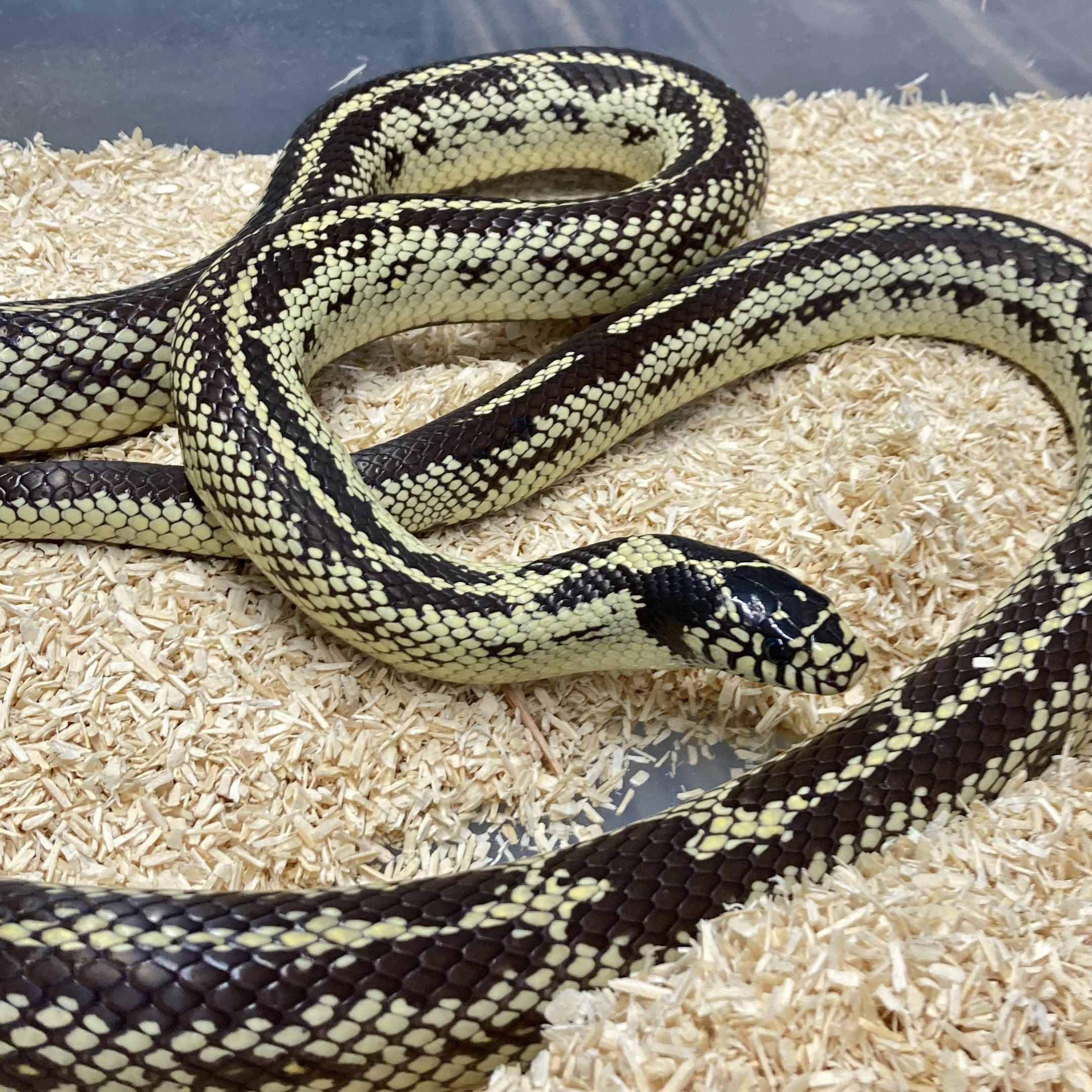 CB ADULT MALE HI-YELLOW Californian Kingsnake