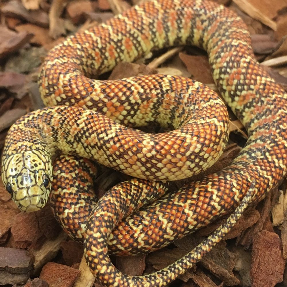 CB ADULT MALE Florida Kingsnake