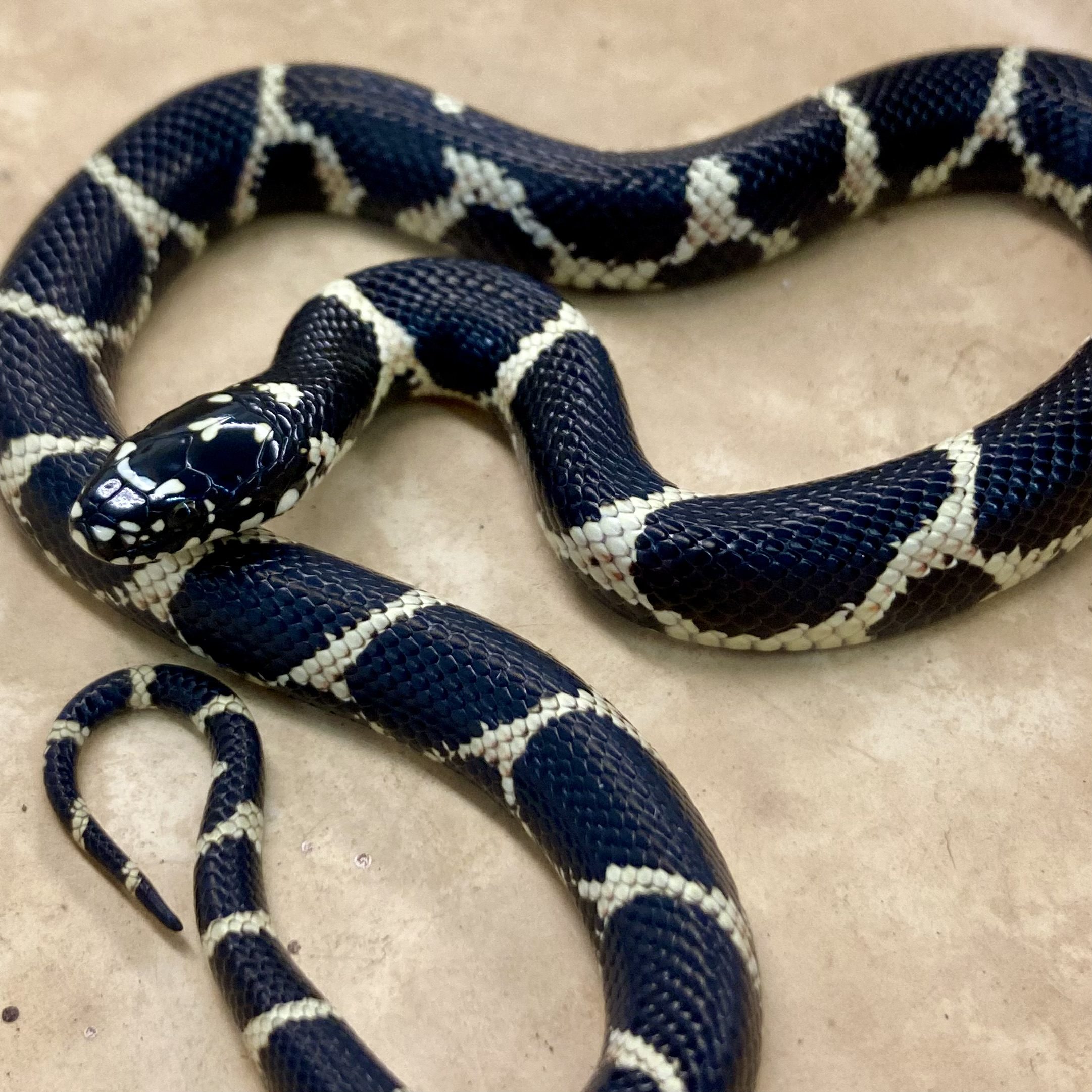 CB23 Eastern Chain Kingsnake