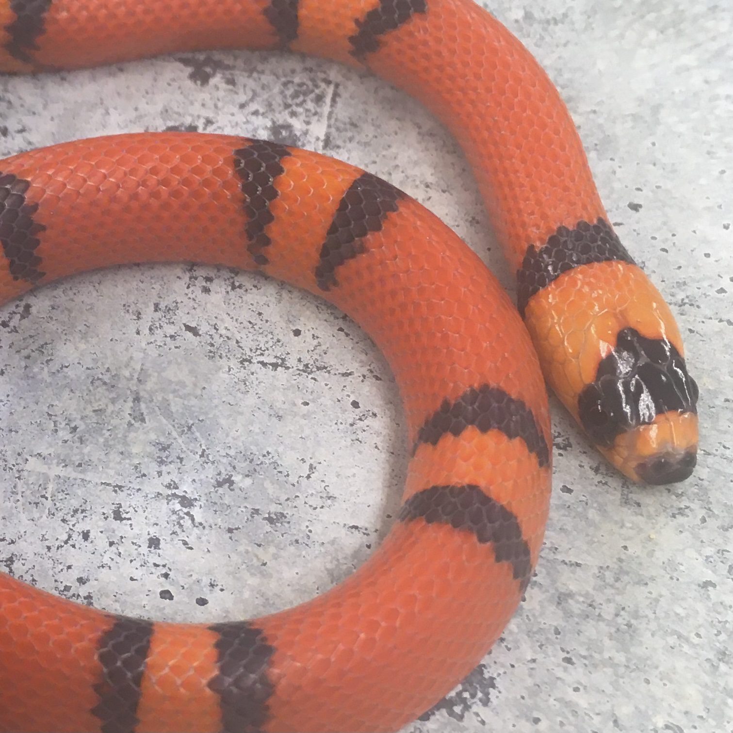 CB23 Hypo Tangerine Honduran Milksnake