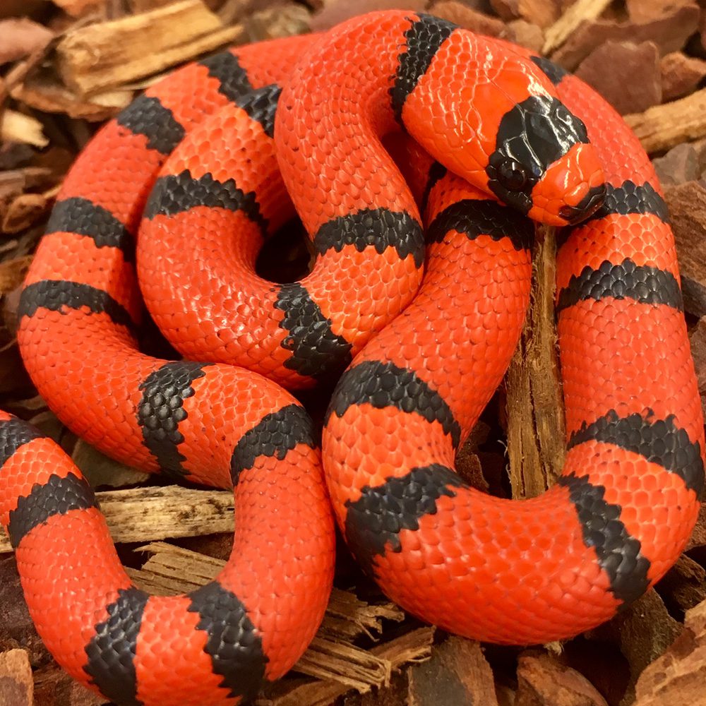 CB PAIR Tangerine Honduran Milksnake