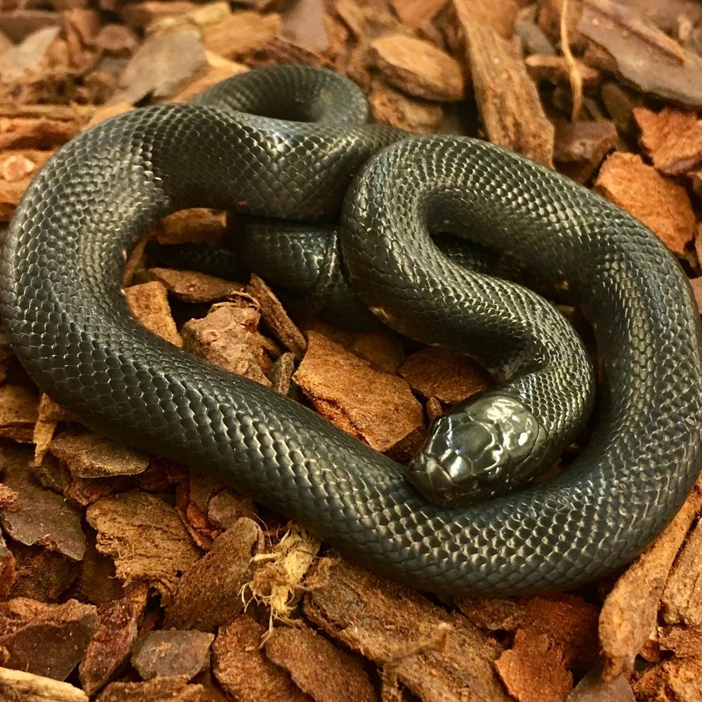 CB24 Mexican Black Kingsnake