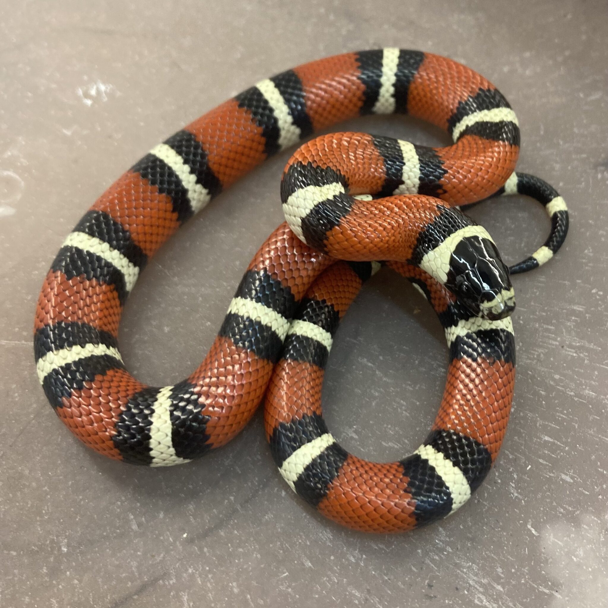 Kingsnakes & Milksnakes | Peregine