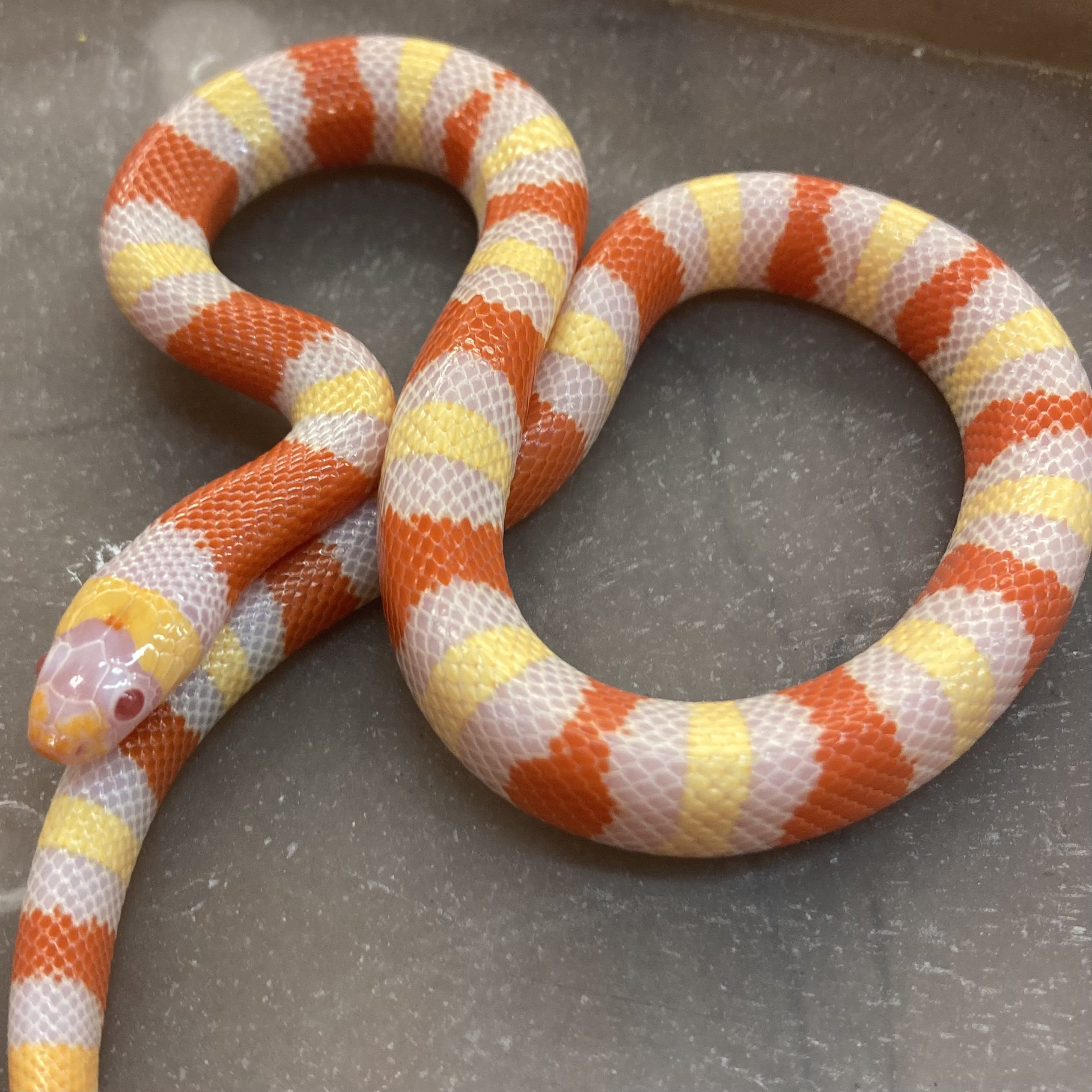 CB23 Tangerine Albino Pueblan x Nelson Milk Snake