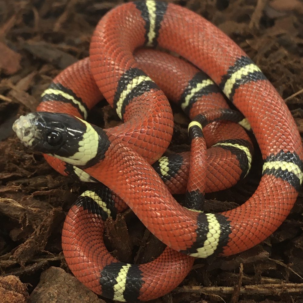 CB24 Sinaloan Milk Snake