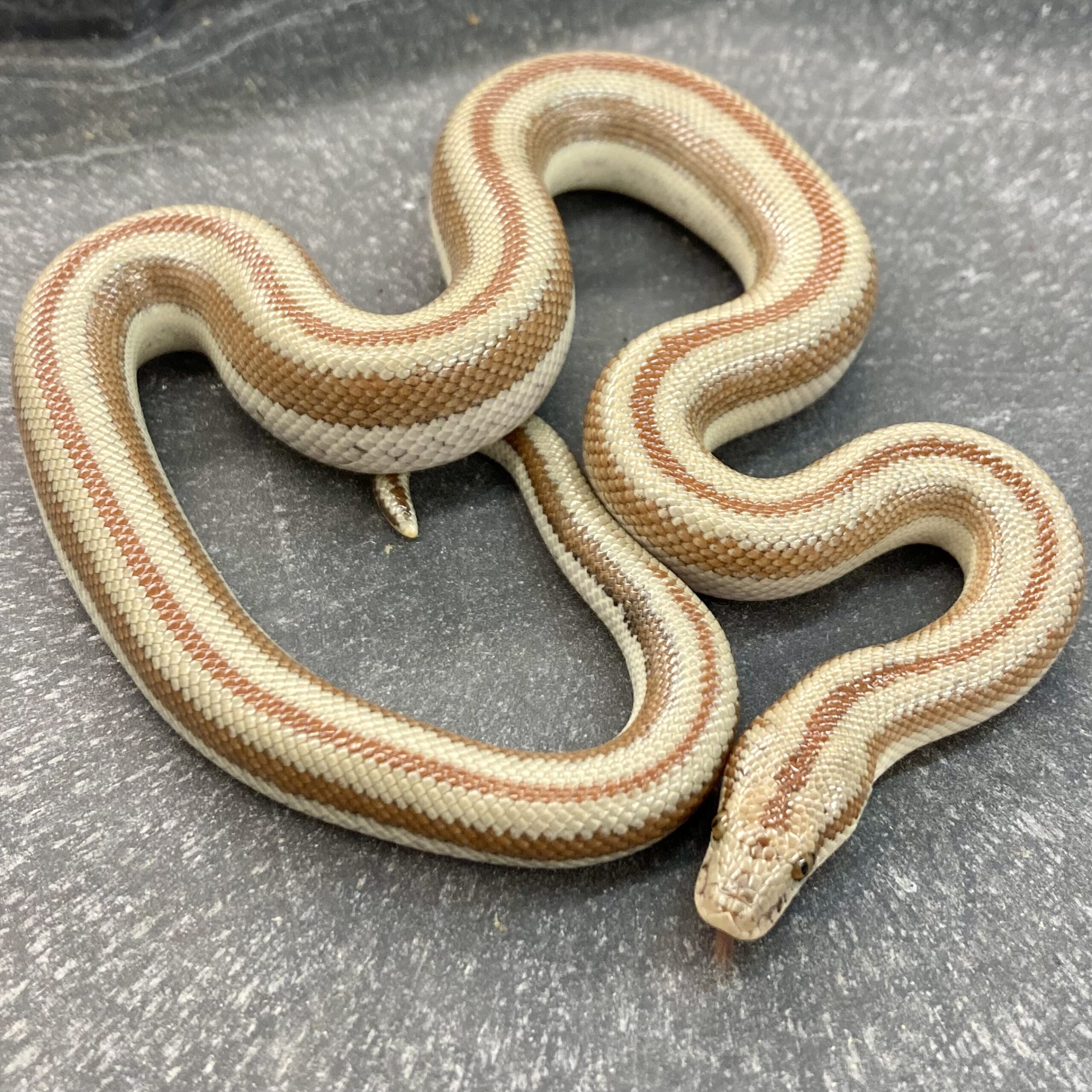 CB23 San Matias Rosy Boa