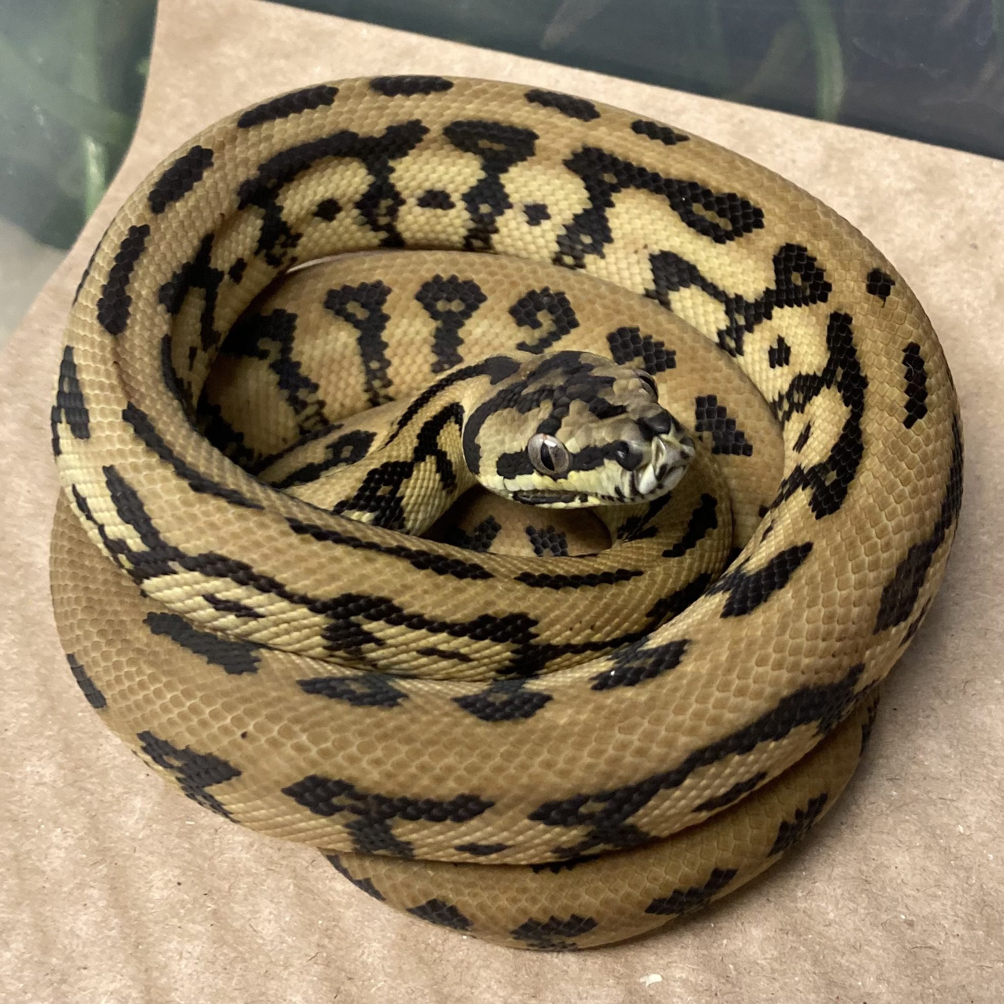 CB23 Carpet Python