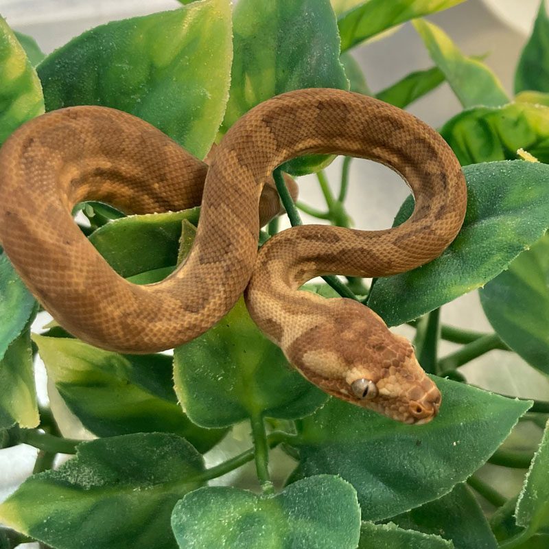 Boas & Pythons – Peregine