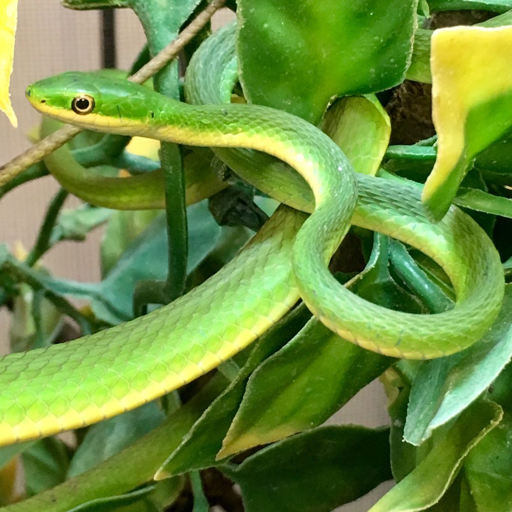 WC Rough Green Snake