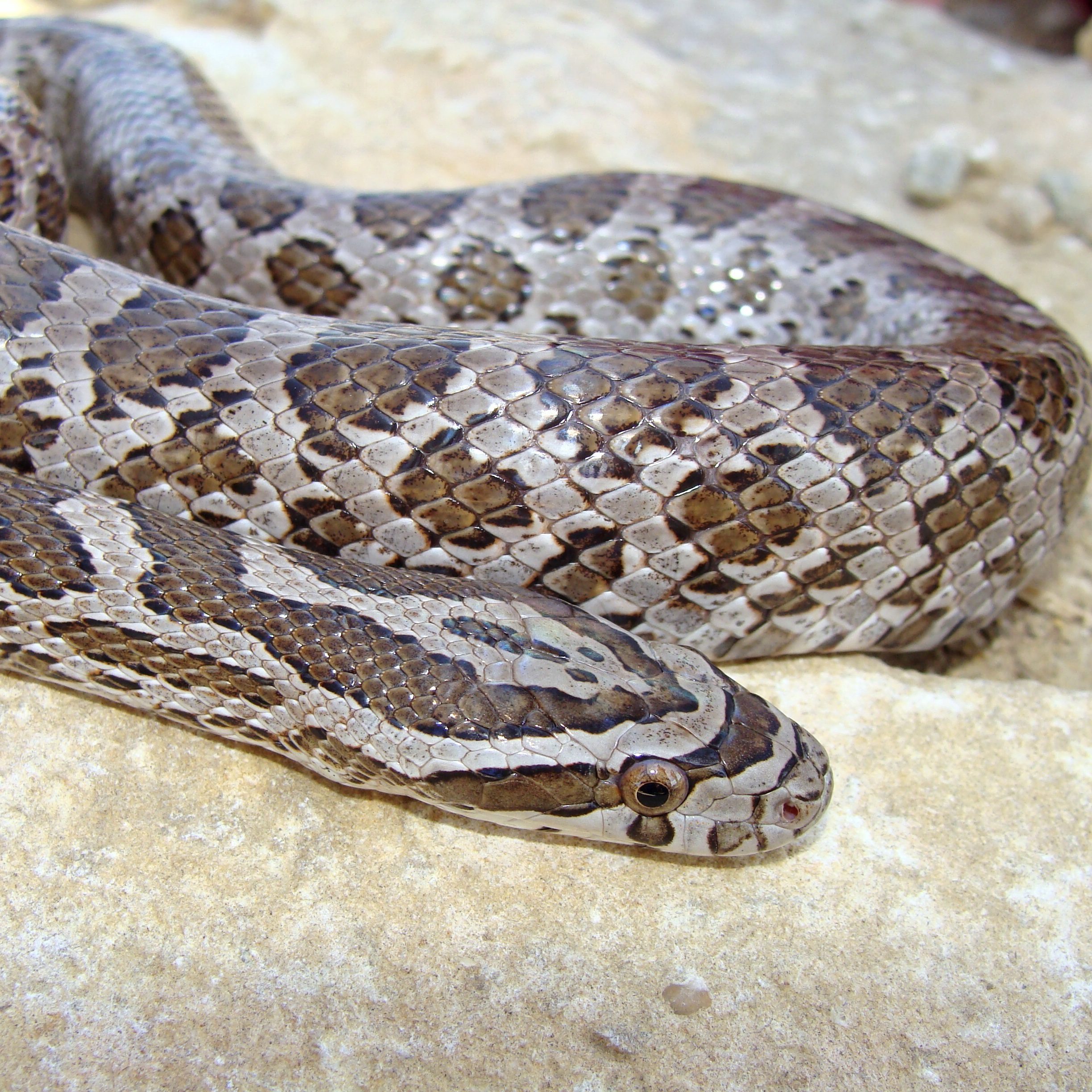 CB FEMALE Great Plains Rat Snake