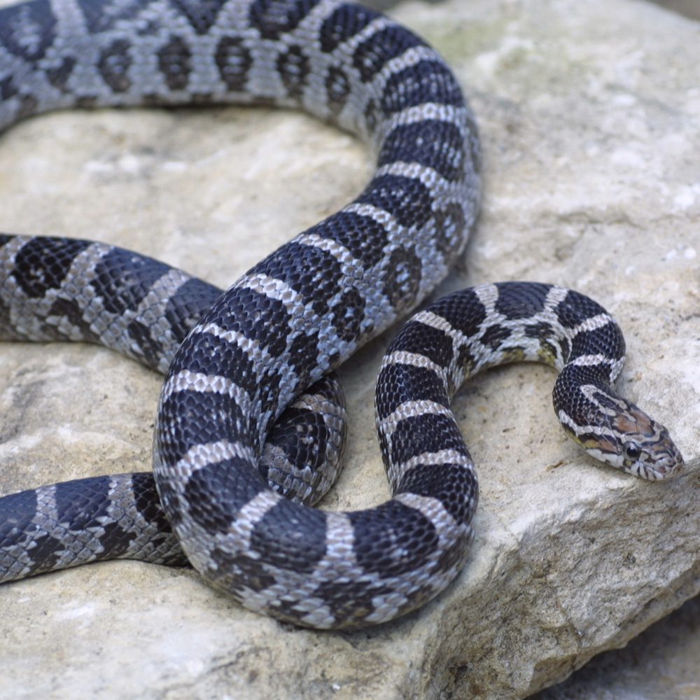 CB24 Anery Corn Snake