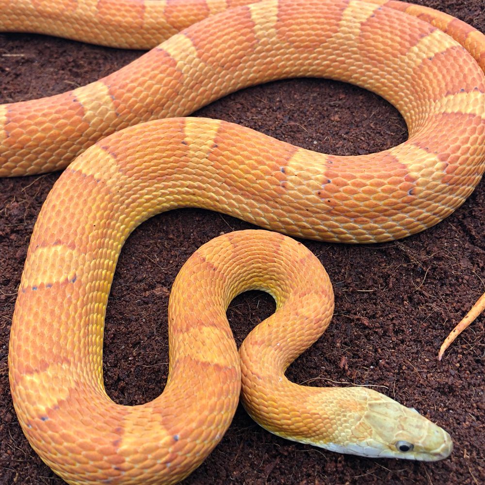 CB23 Sunkissed Corn Snake