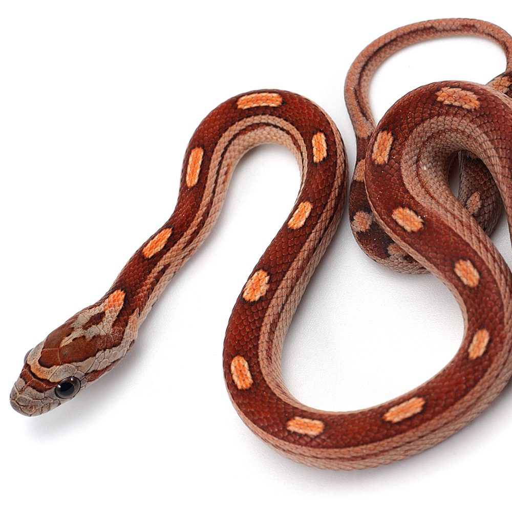 CB24 Motley Corn Snake