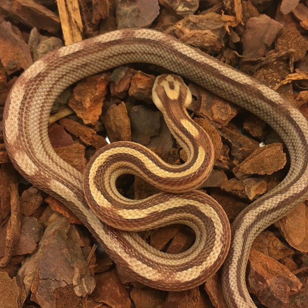 CB24 Motley Stripe Corn Snake