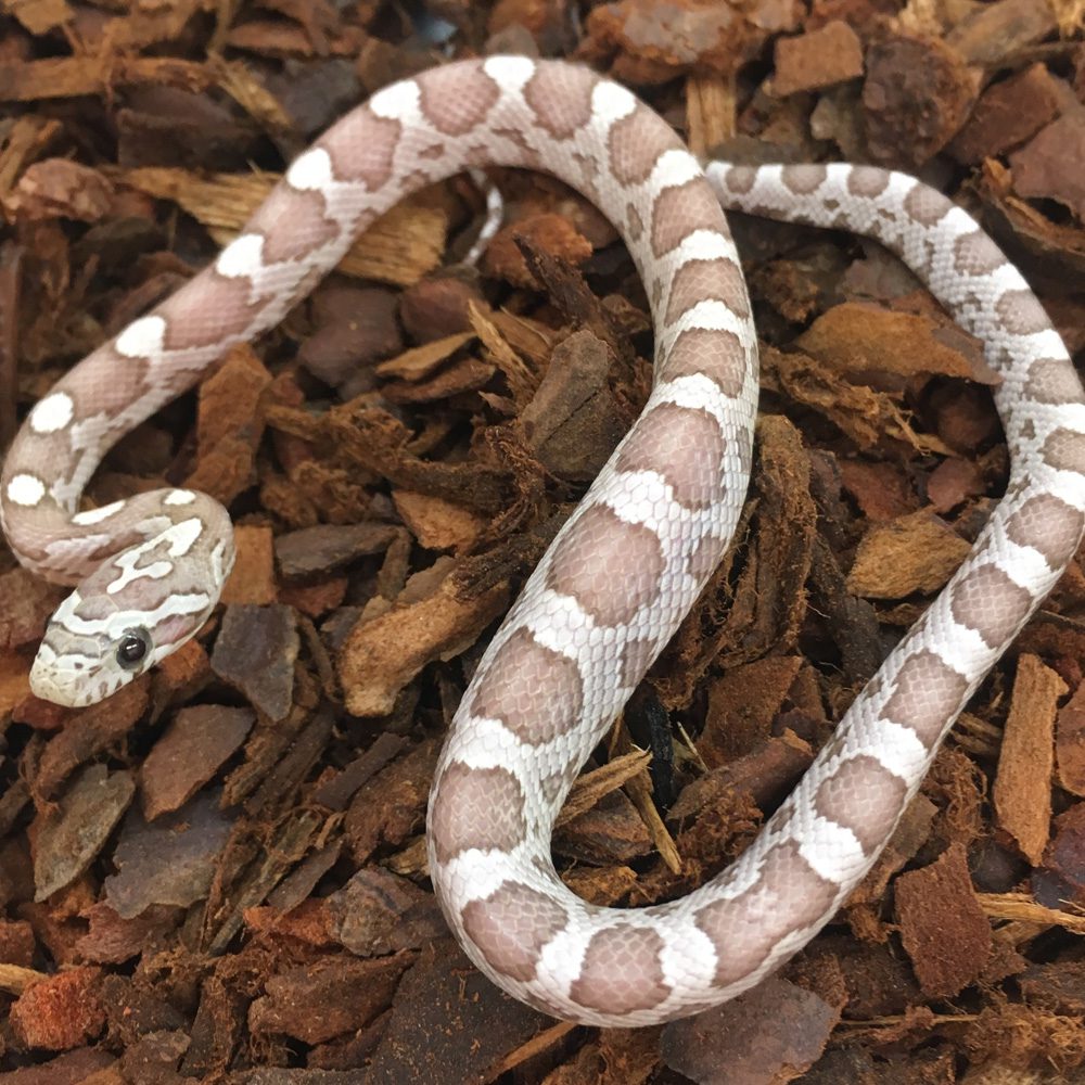 CB24 Ghost Corn Snake