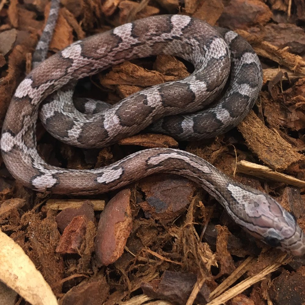 CB24 Charcoal Corn Snake