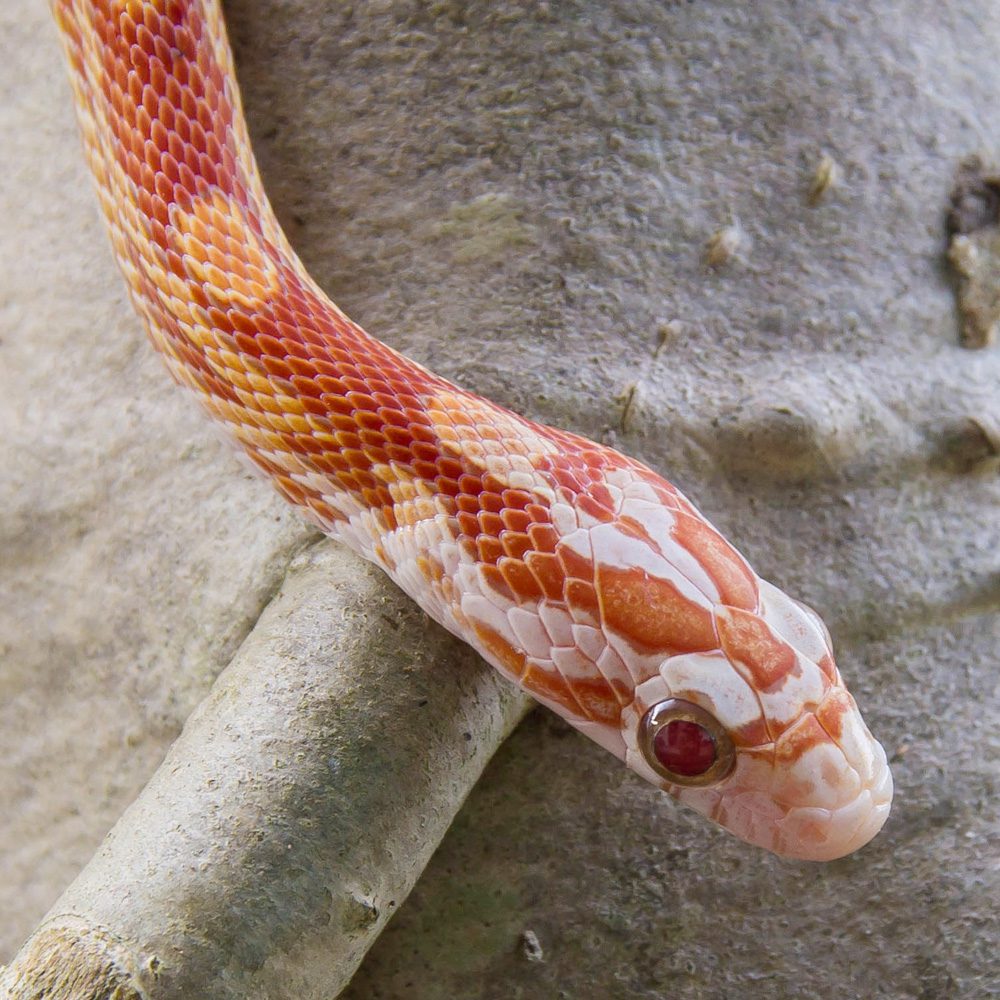 CB23 Ultramel Corn Snake