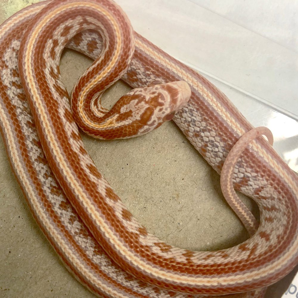 CB24 Amel Tessera Corn Snake