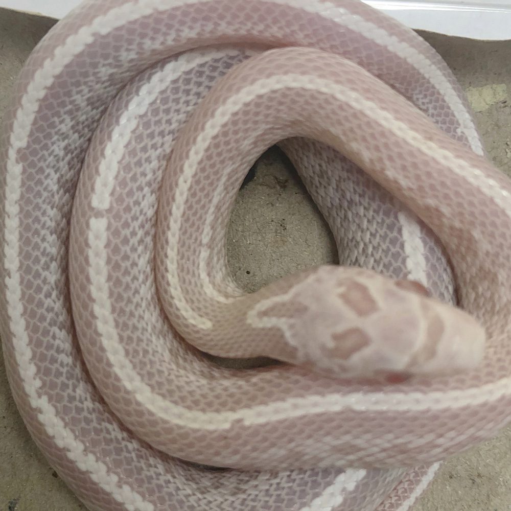 CB23 Avalanche Tessera Corn Snake