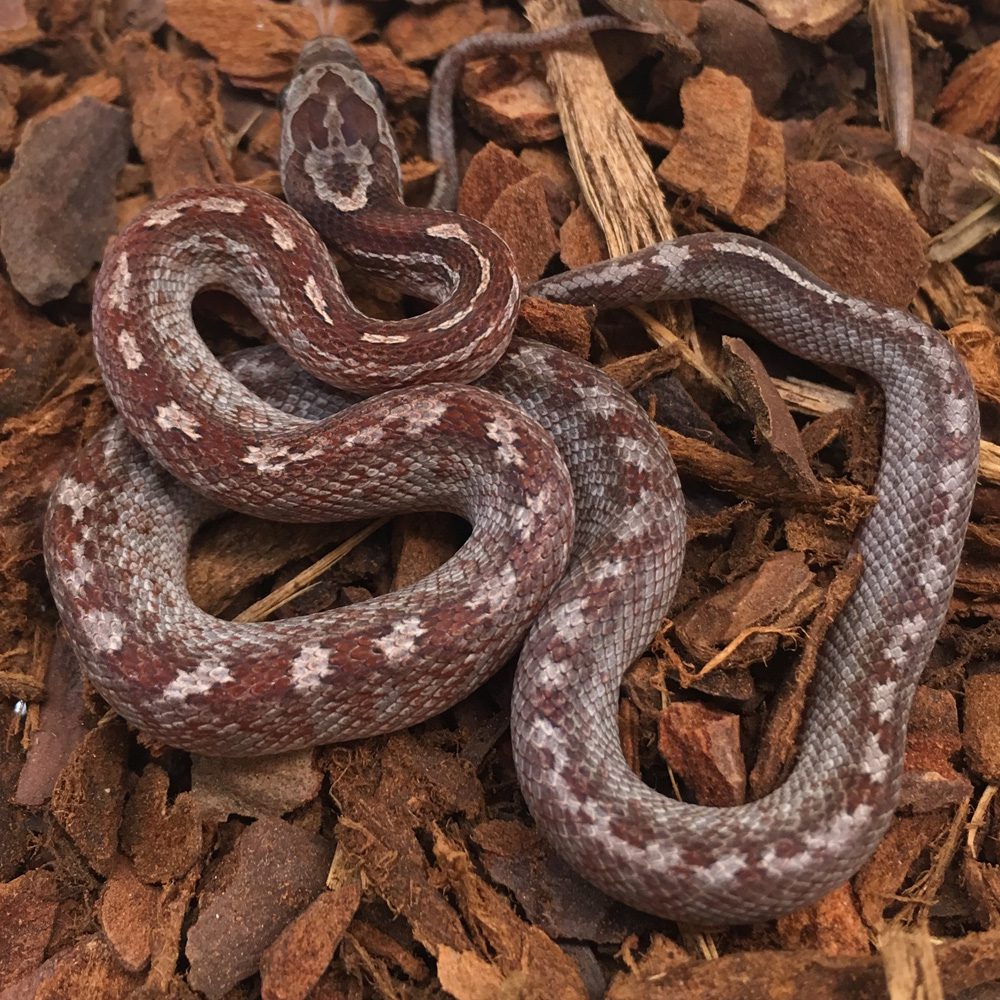 CB24 Bloodred Tessera Corn Snake