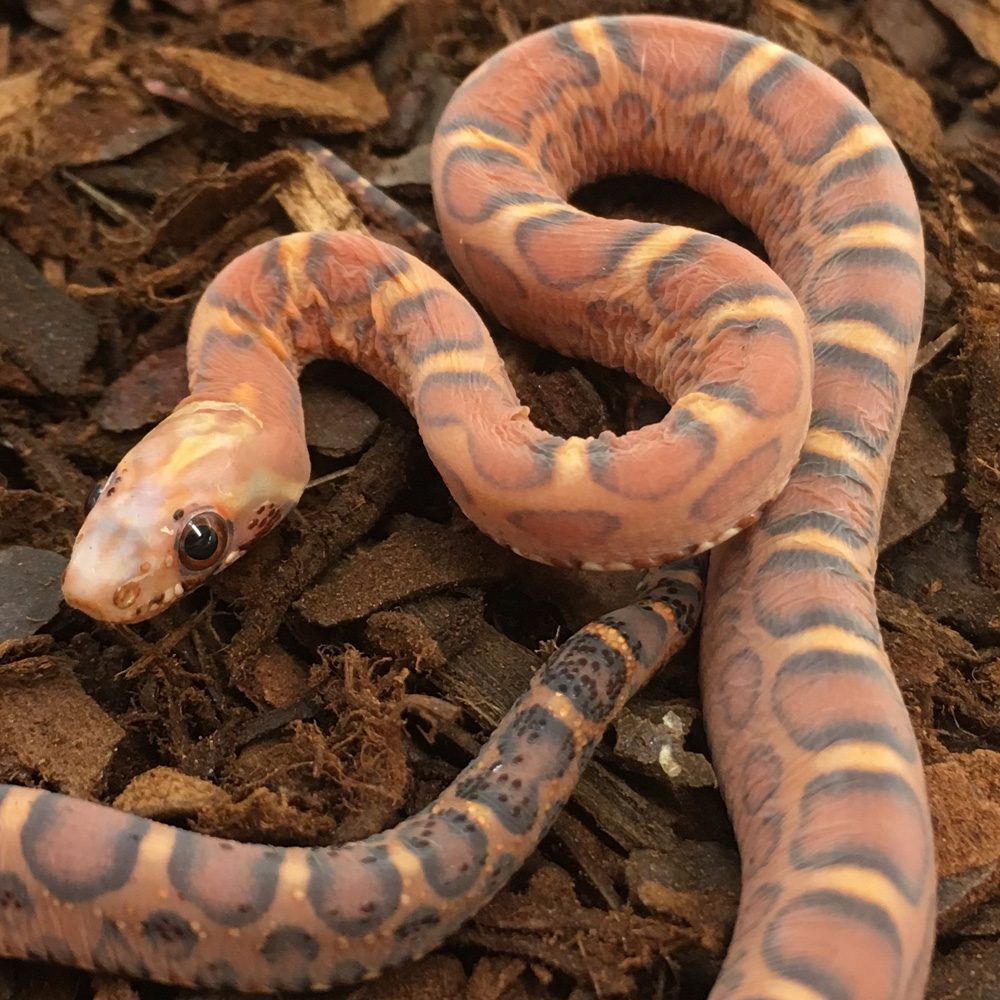 CB24 AMEL Scaleless Corn Snake