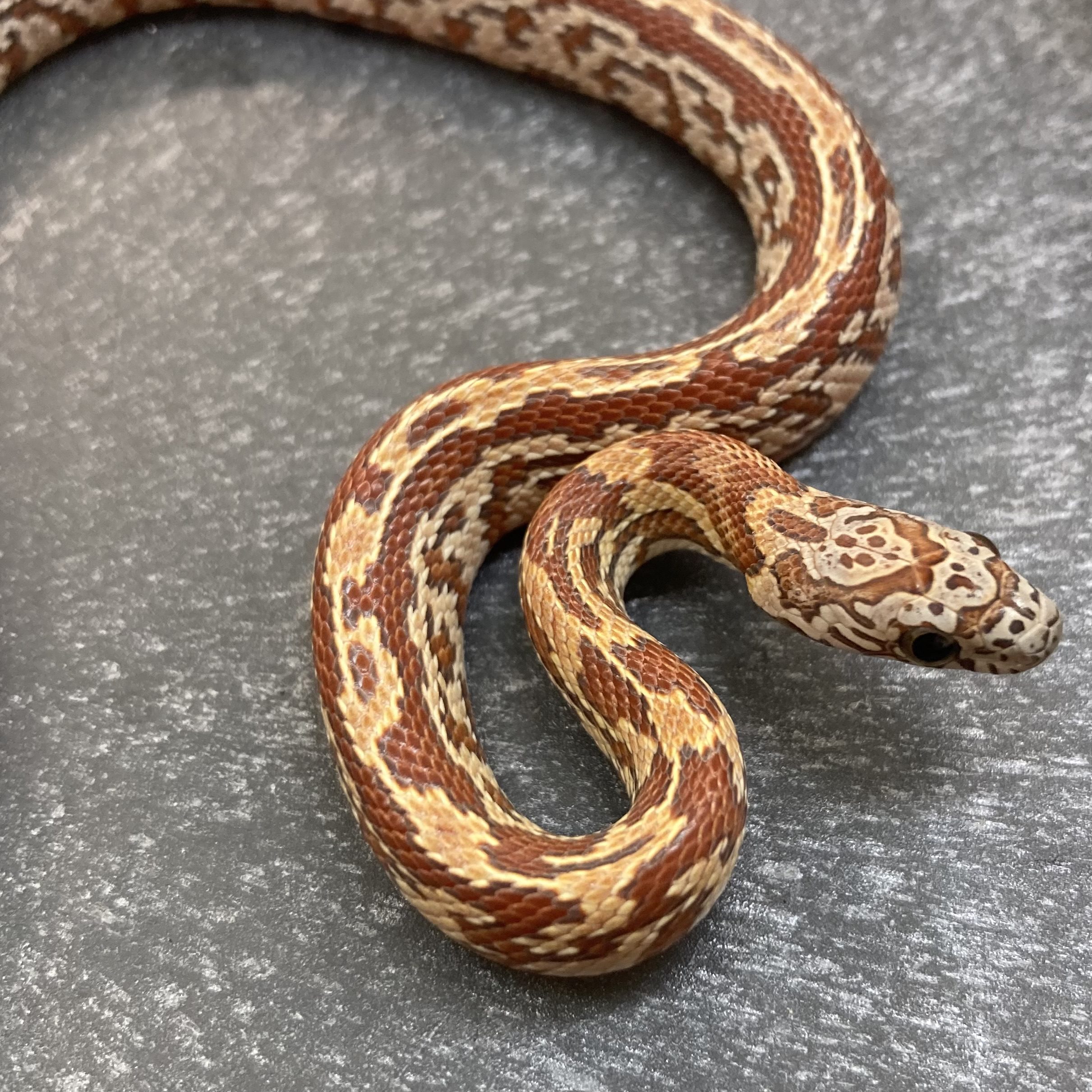 CB23 Sunkissed Tessera Corn Snake