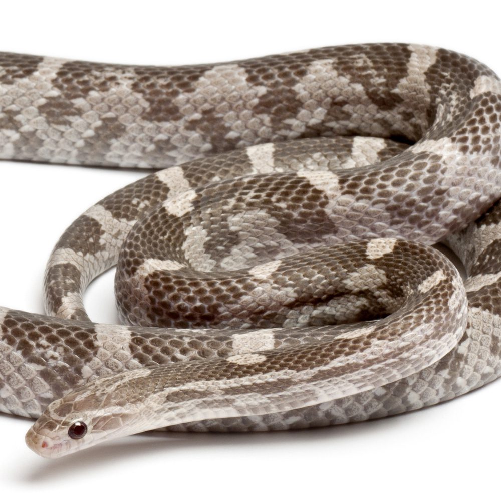 CB24 Lavender Corn Snake