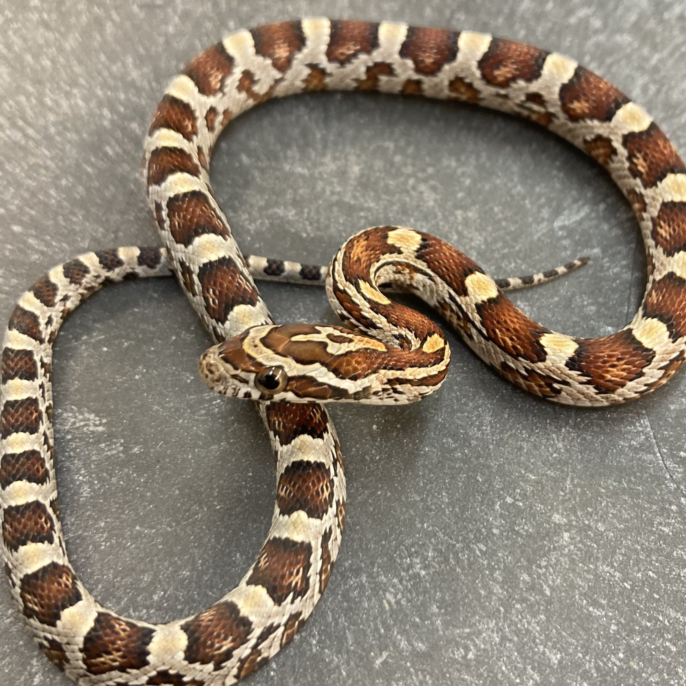 Corn Snakes For Sale I Purchase Corn Snakes Online Or Pickup Today ...