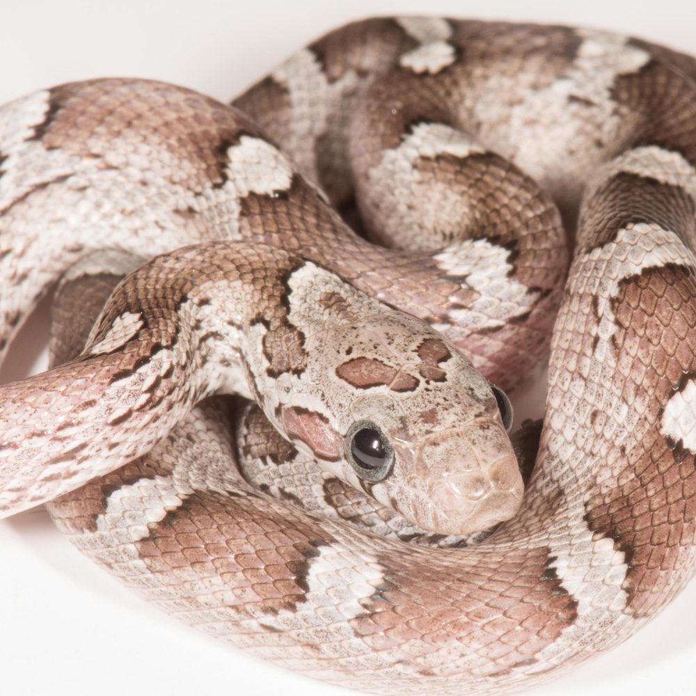 CB24 Granite Corn Snake