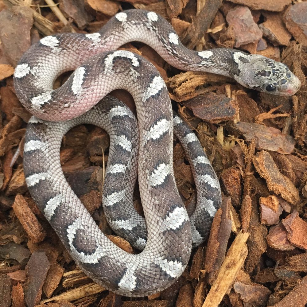 CB24 Pied Sided Granite Corn Snake