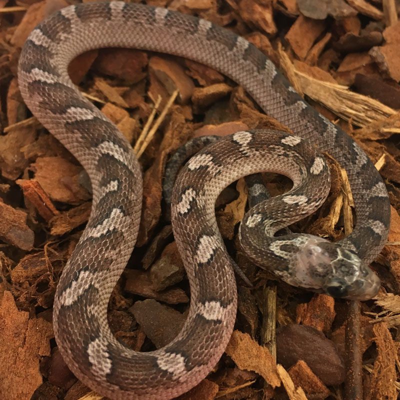 CB23 Pied Sided Pewter Corn Snake