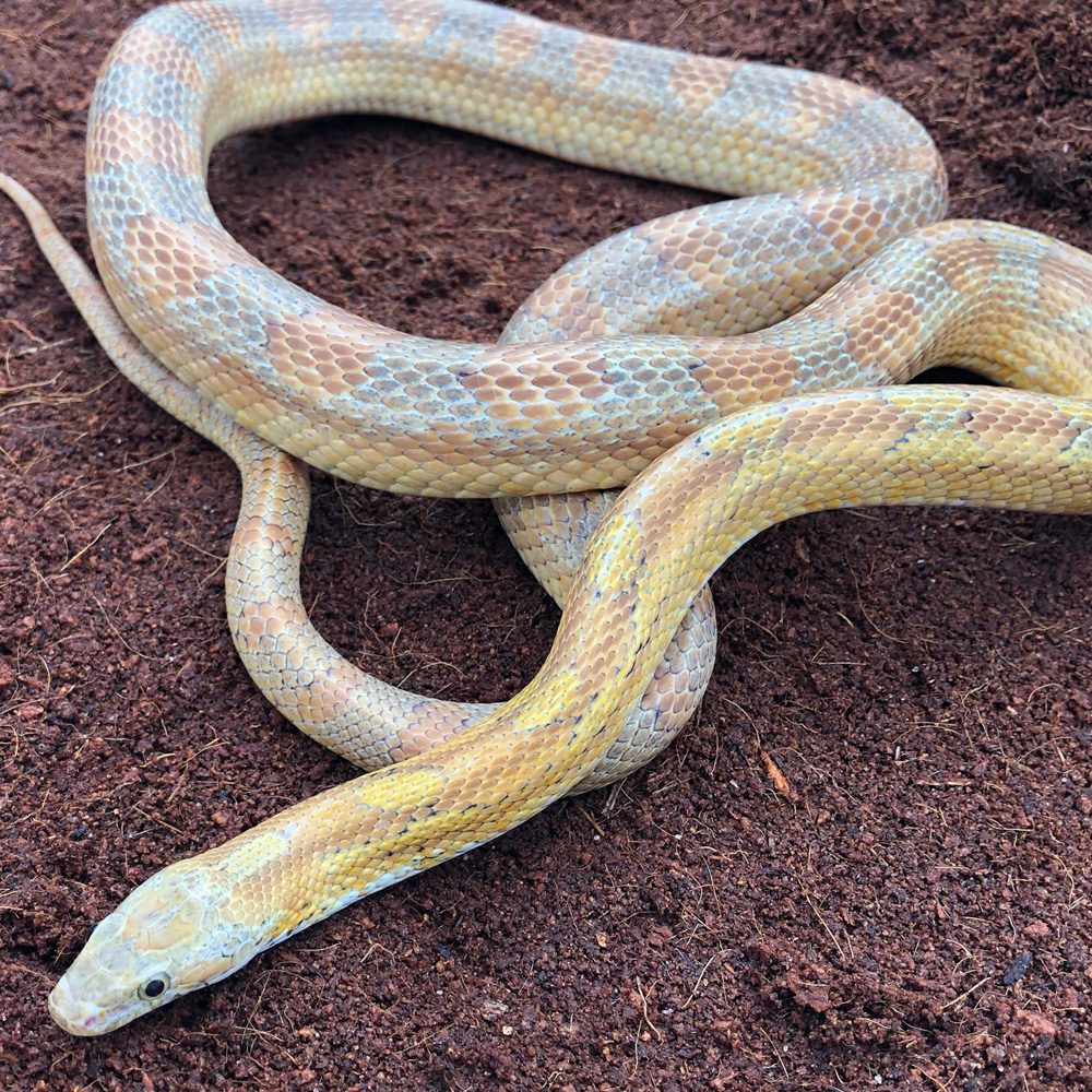 CB24 Bloodred Caramel Corn Snake