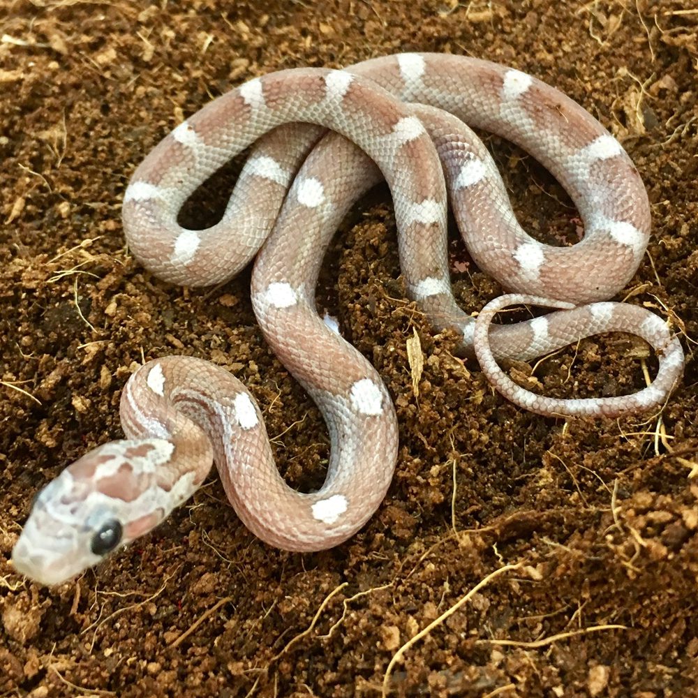 CB24 Bloodred Motley Corn Snake