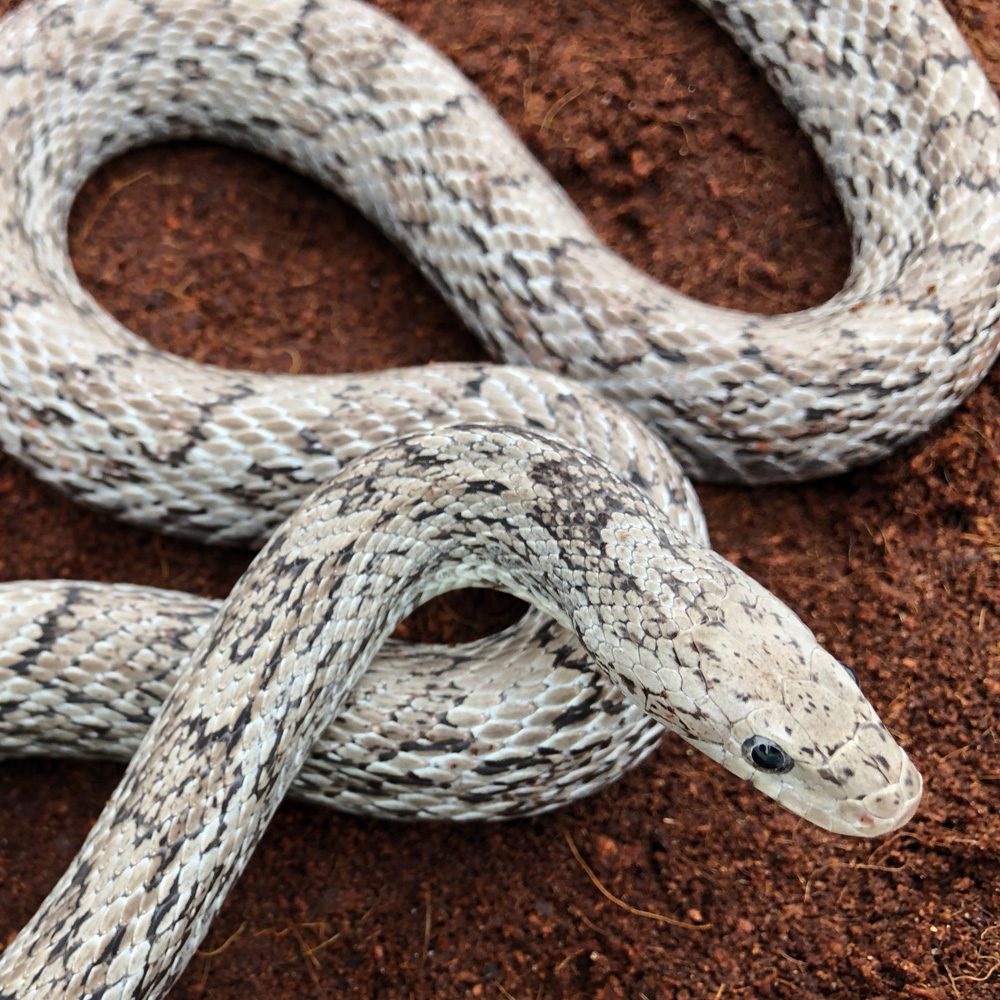 CB24 Cinder Corn Snake