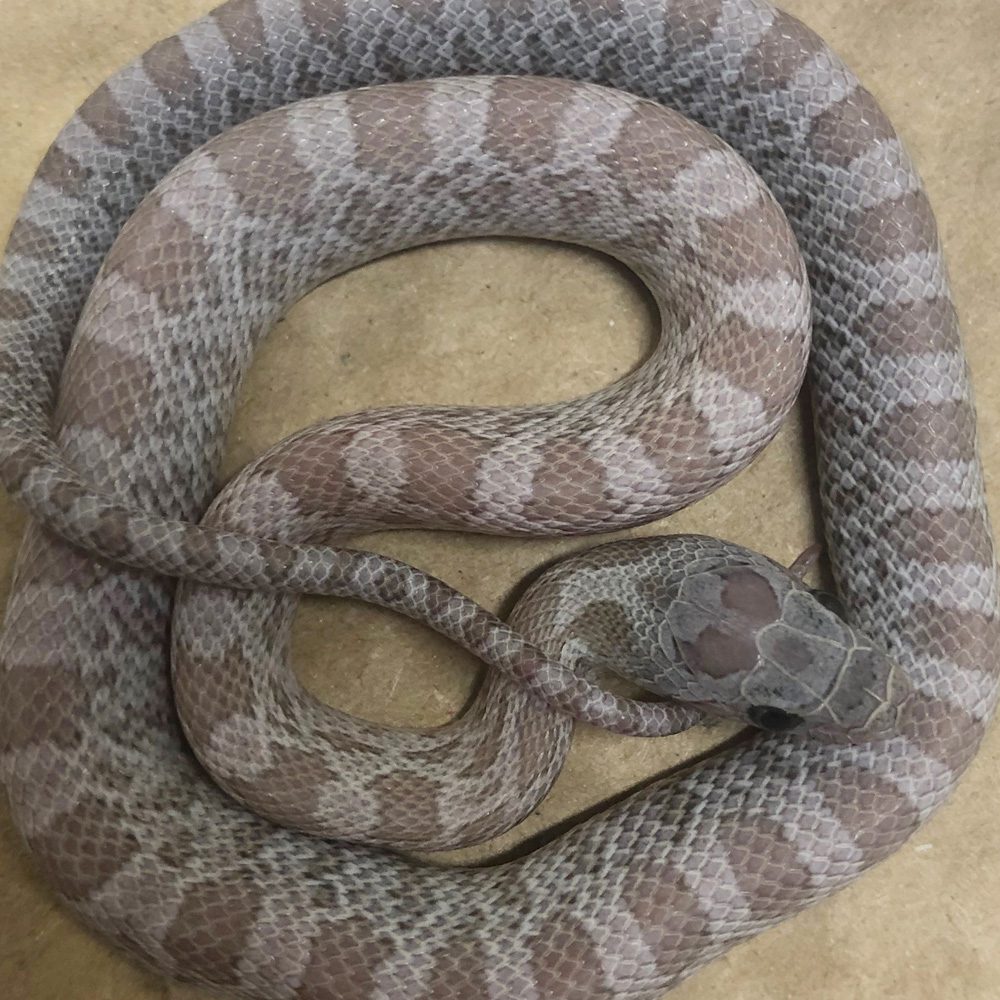 CB24 Cinder Lava Corn Snake